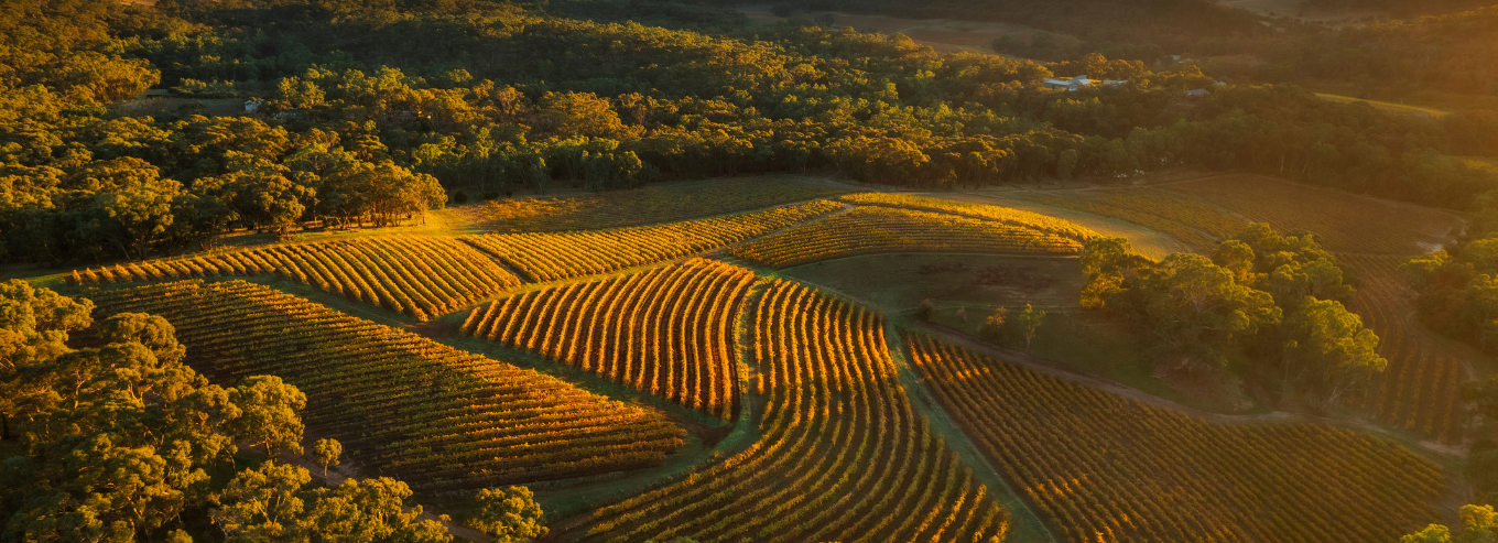 Skillogalee vineyard aerial view 